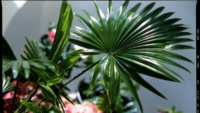 Ливистона ротундифолия