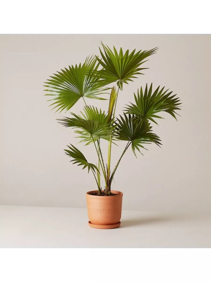 Пальма вашингтония филифера