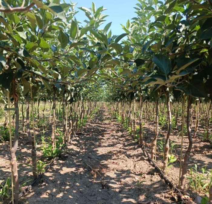 Оранжерейная питомник саженцы плодовых