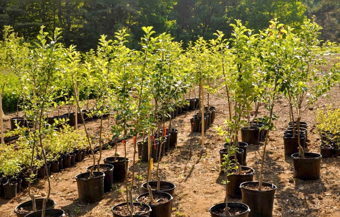 Питомник плодовых деревьев