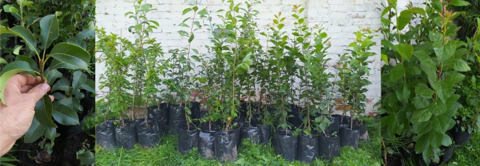 Саженцы плодовых деревьев
