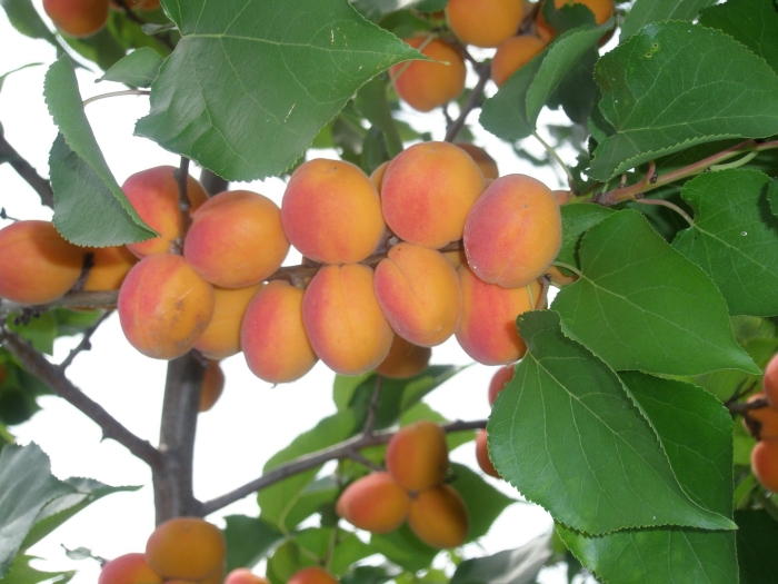 Абрикос обыкновенный триумф северный