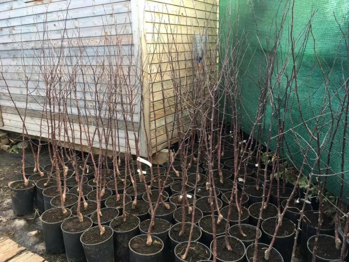 Саженцы яблони окс