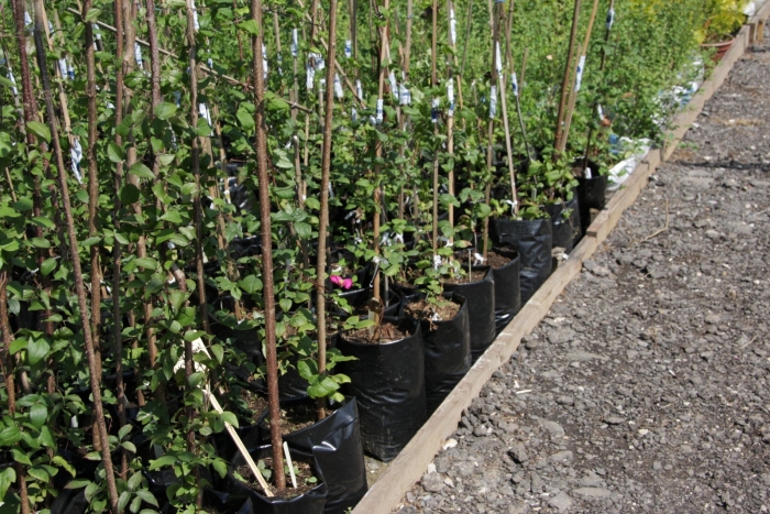 Саженцы яблони окс