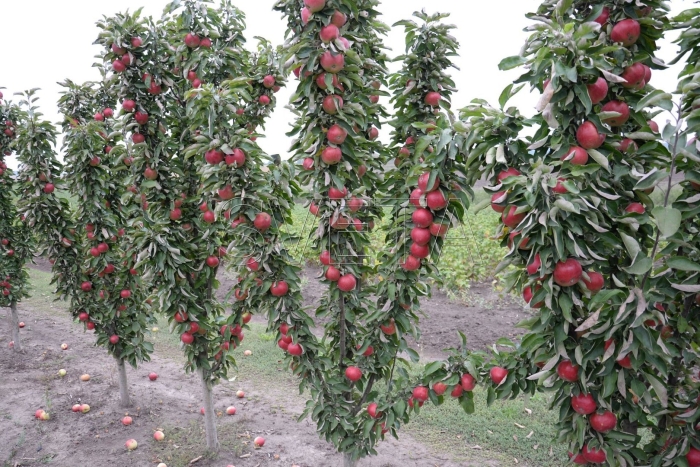 Яблоня колоновидная тамара