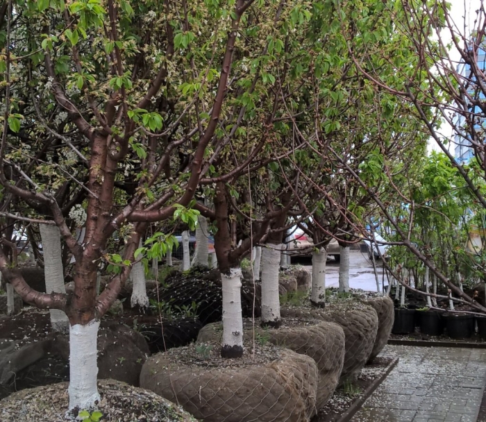 Крупномеры яблони