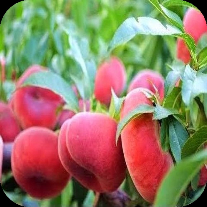 Персик колоновидный инжирный