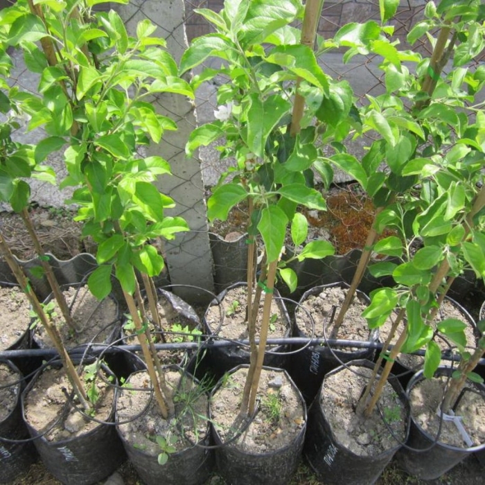 Саженец яблони двухлетка