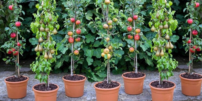 Карликовые колоновидные яблони