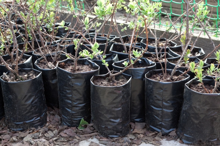 Саженцы черная смородина