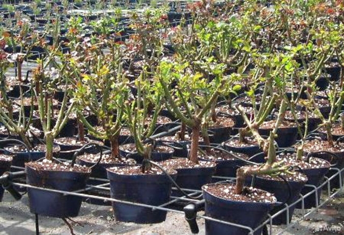 Саженцы яблони окс