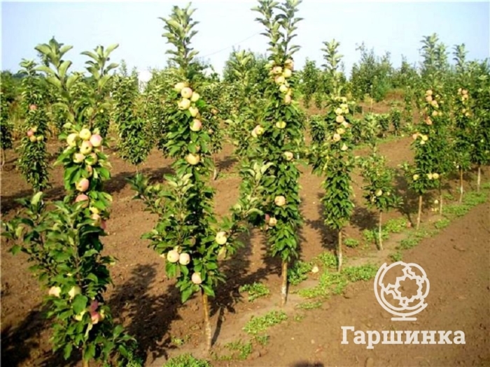 Яблоня колоновидная медок