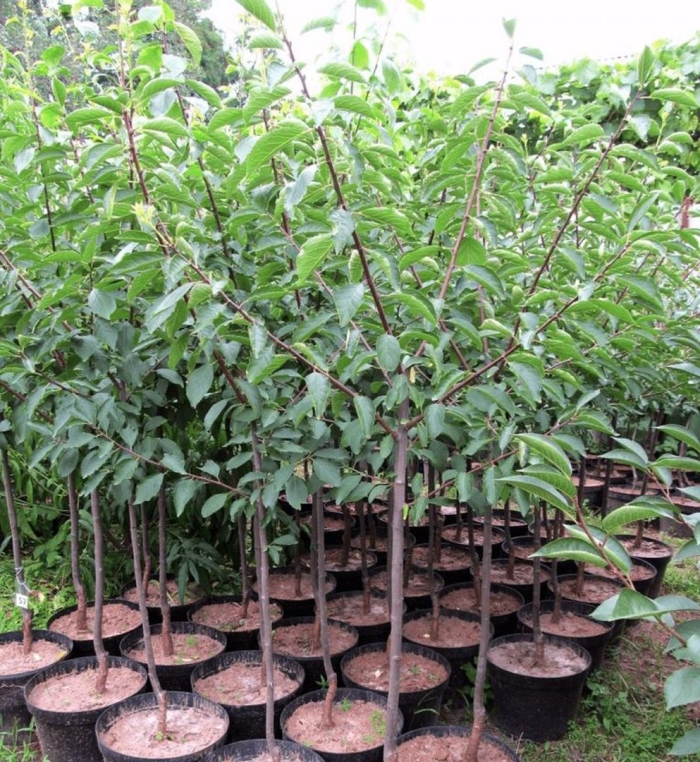 Саженцы сливы ренклод альтана