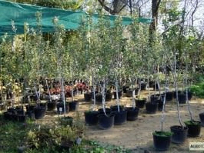 Саженцы фруктовых деревьев