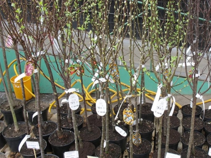 Саженцы плодовых деревьев