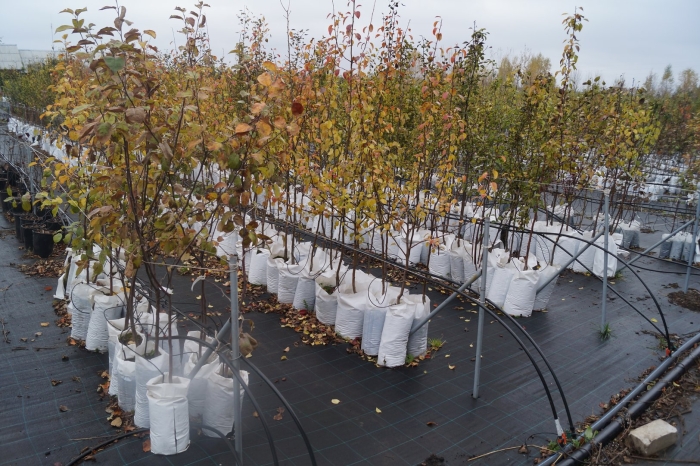 Плодово ягодный питомник