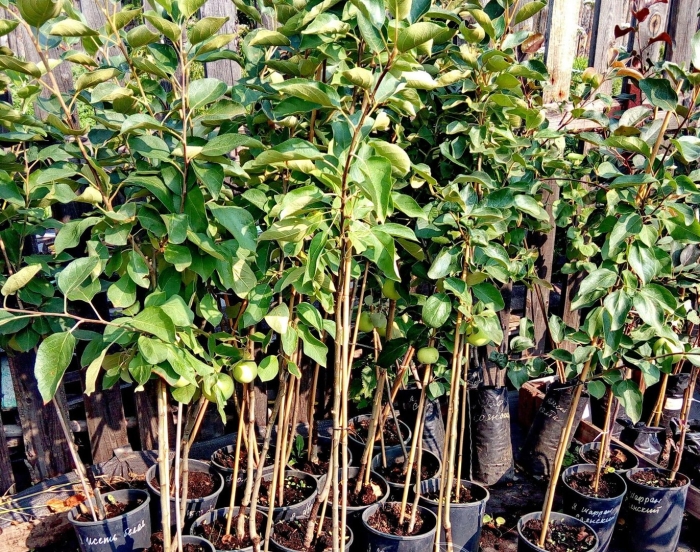 Саженцы яблони 2-х летки