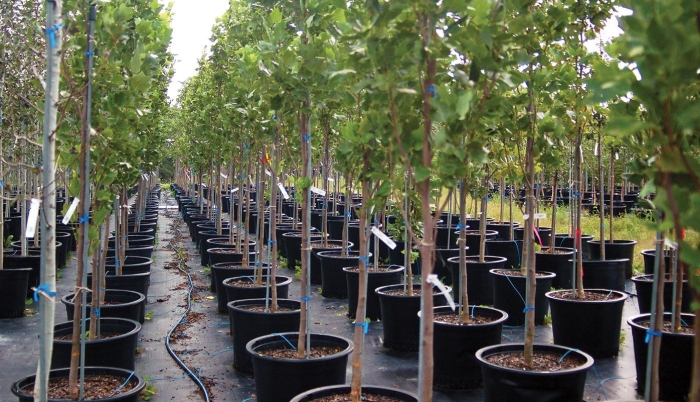 Питомник плодовых деревьев