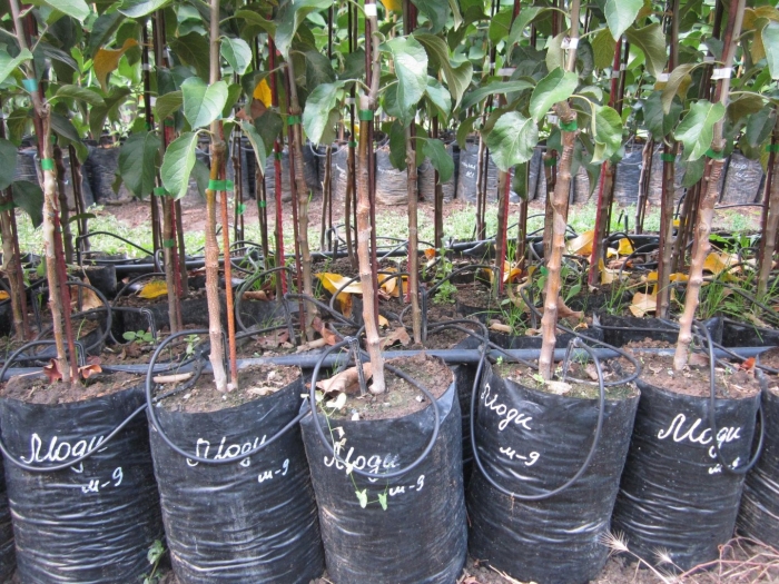 Яблоня саженцы окс зкс