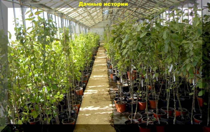 Питомники саженцев