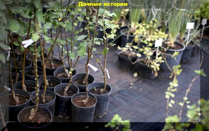 Саженцы плодовых деревьев