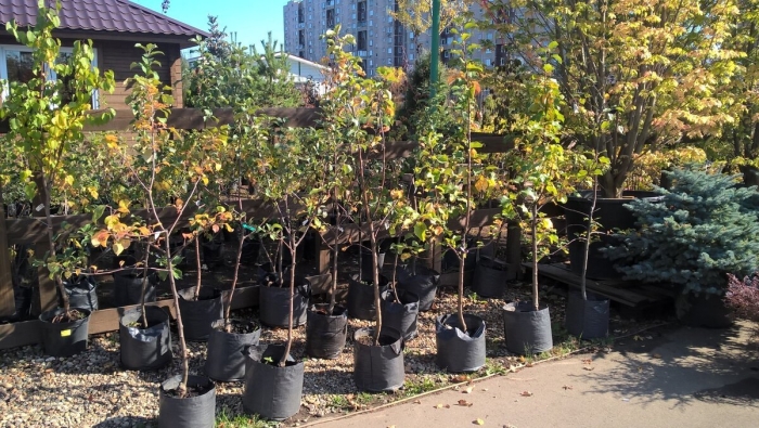 Саженцы алычи двухлетка