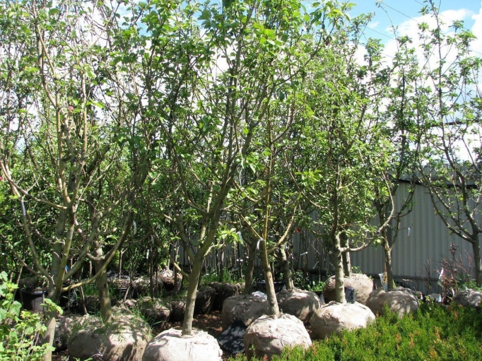 Крупномеры плодовых деревьев