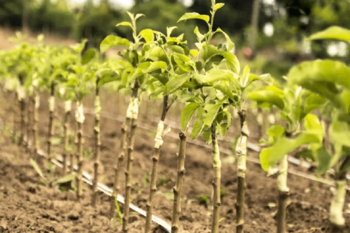 Саженец дерева