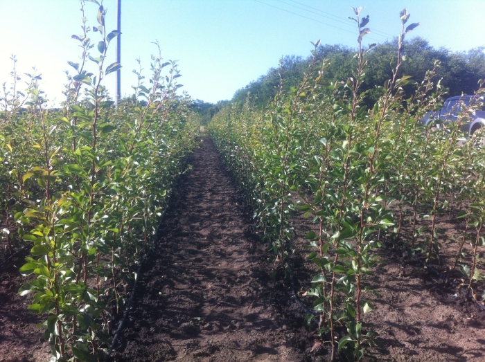 Плодопитомник яблони