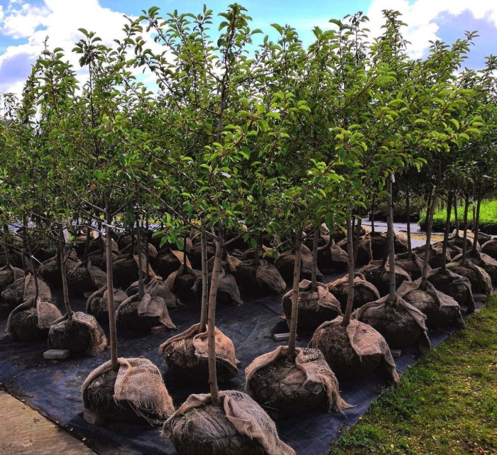 Саженцы крупномеры плодовые деревья