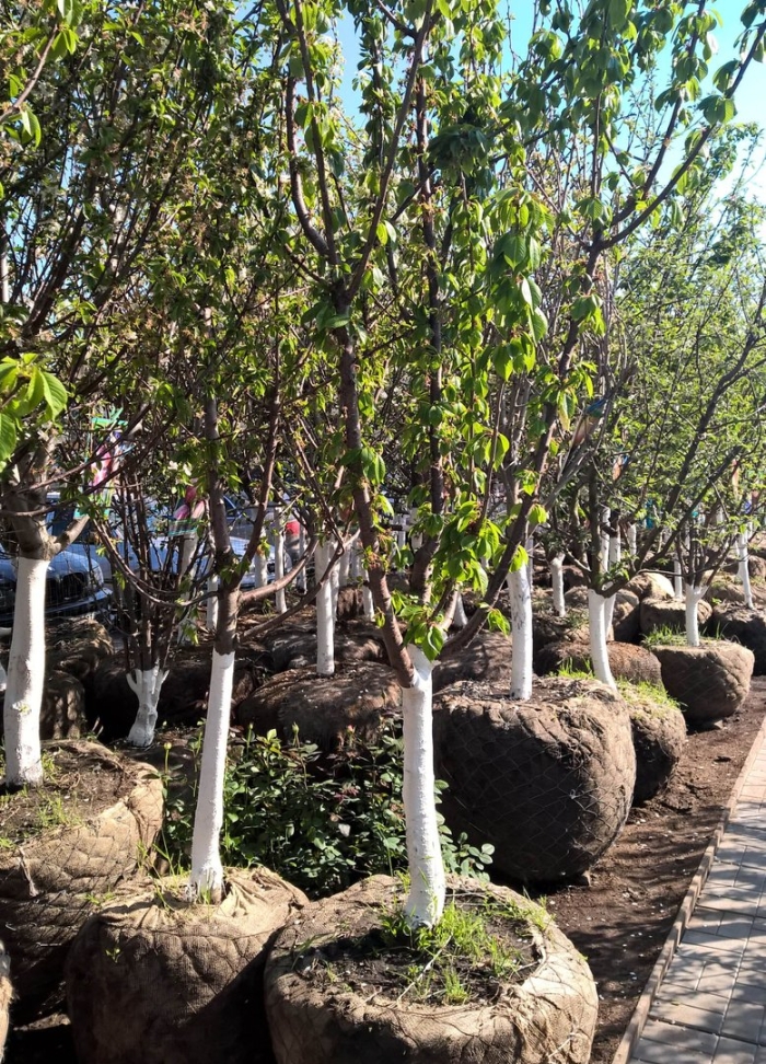 Крупномеры черешня