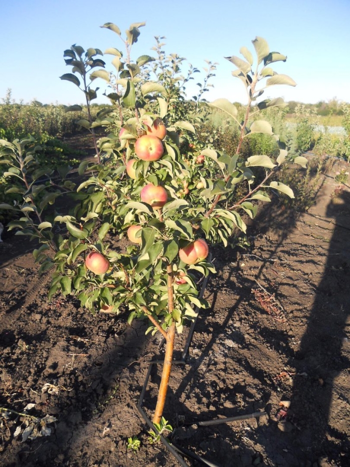 Яблоня колоновидная останкино