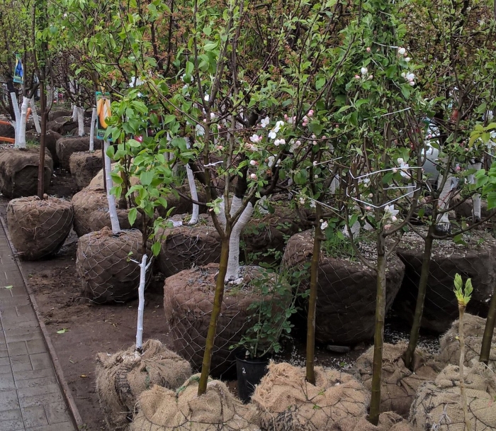 Саженцы деревьев яблони