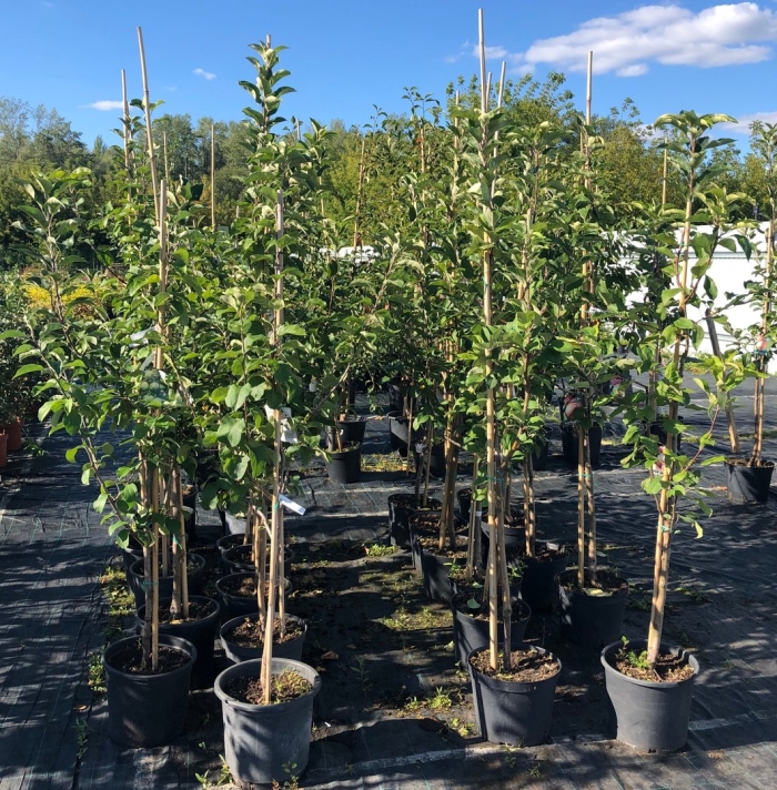 Голубина саженцы плодовых