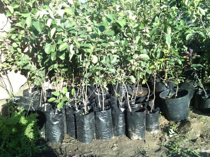 Яблоня саженец