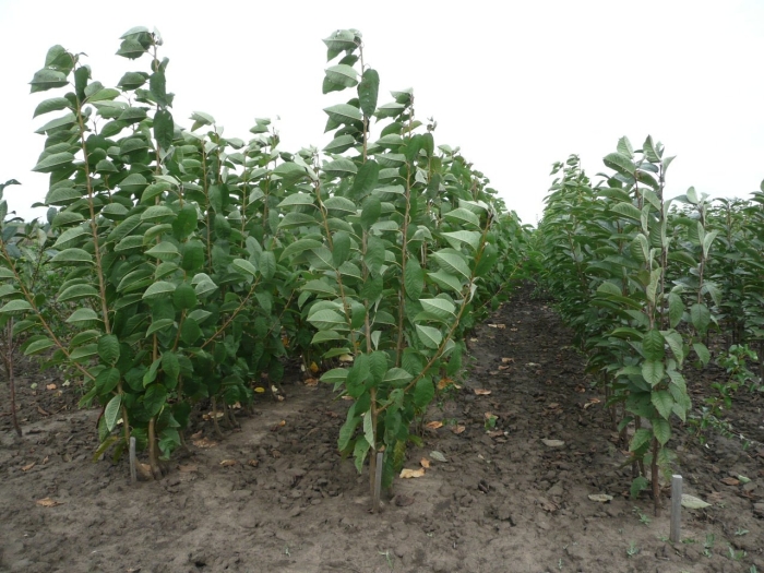 Саженцы плодово ягодных культур