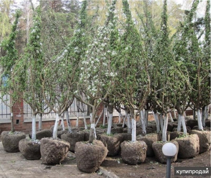 Питомник плодовый крупномер