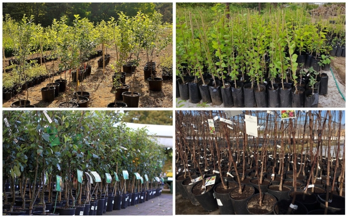 Как выбрать саженцы