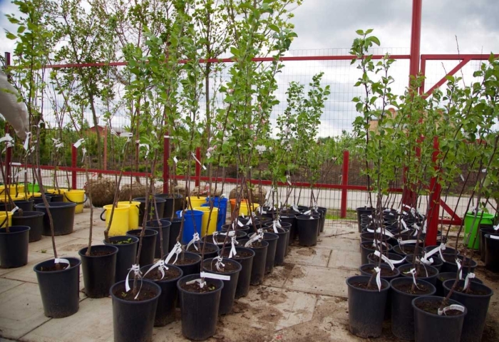 Питомник саженцев яблони