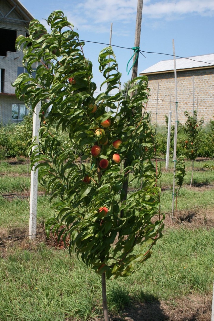 Персик колоновидный тотем садовода