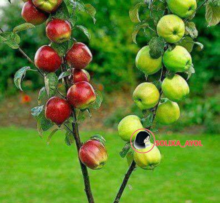 Колоновидная яблоня