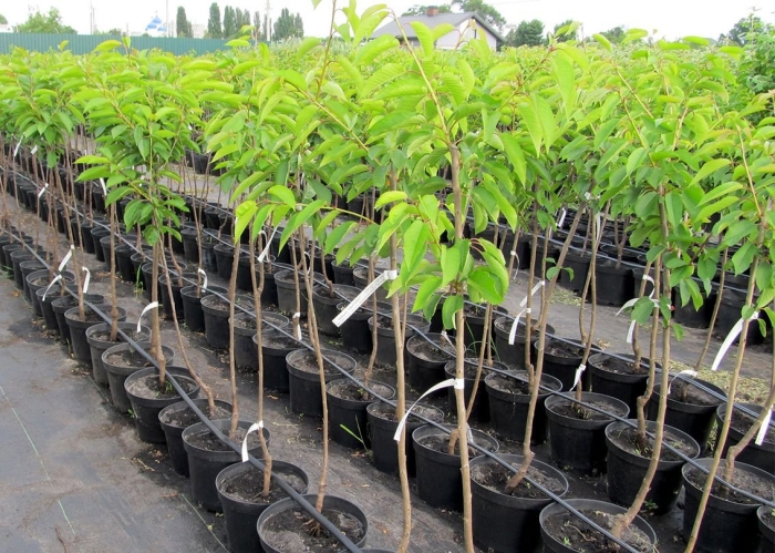 Саженцы черешня хелена