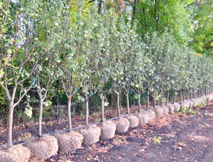 Яблоня антоновка саженцы