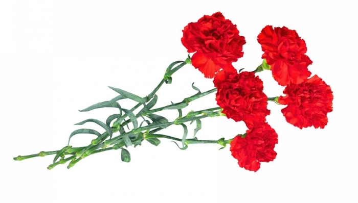 3 гвоздички