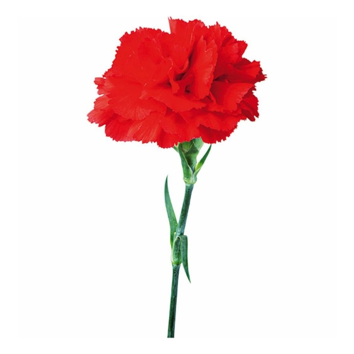 Цветок гвоздики