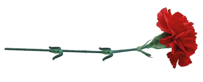 Гвоздика красная