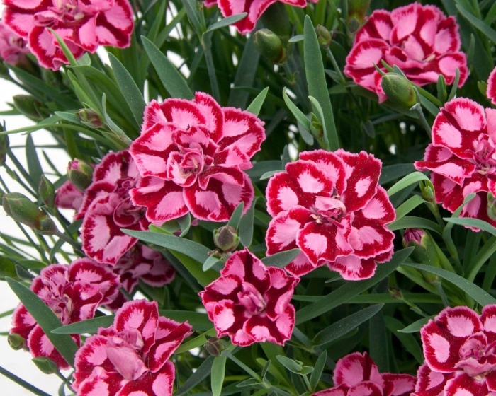 Гвоздика шабо садовая