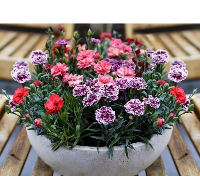 Гвоздика китайская