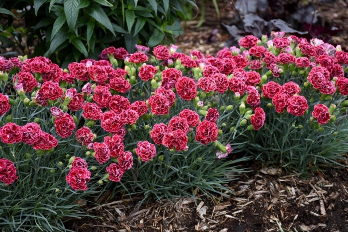 Диантус гвоздика садовая