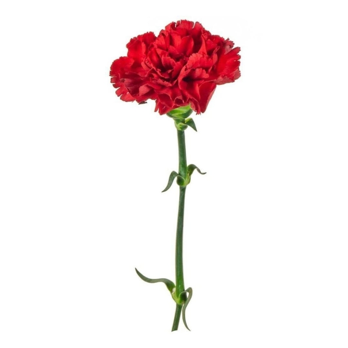 Диантус красный